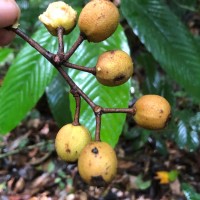 Chaetocarpus coriaceus Thwaites